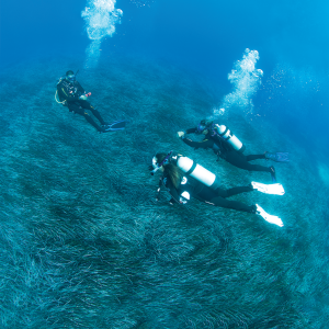 Divemaster