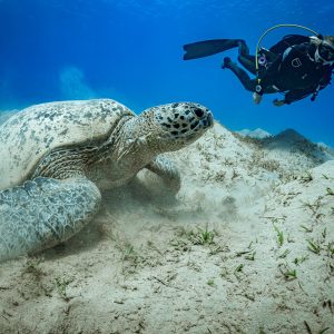 Peak Performance Buoyancy