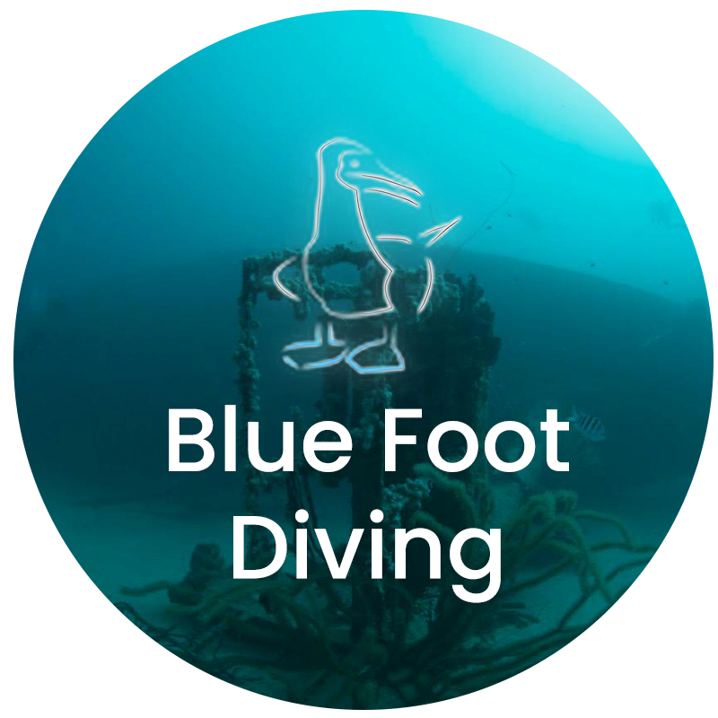 Blue Foot Diving Blue Foot Diving
