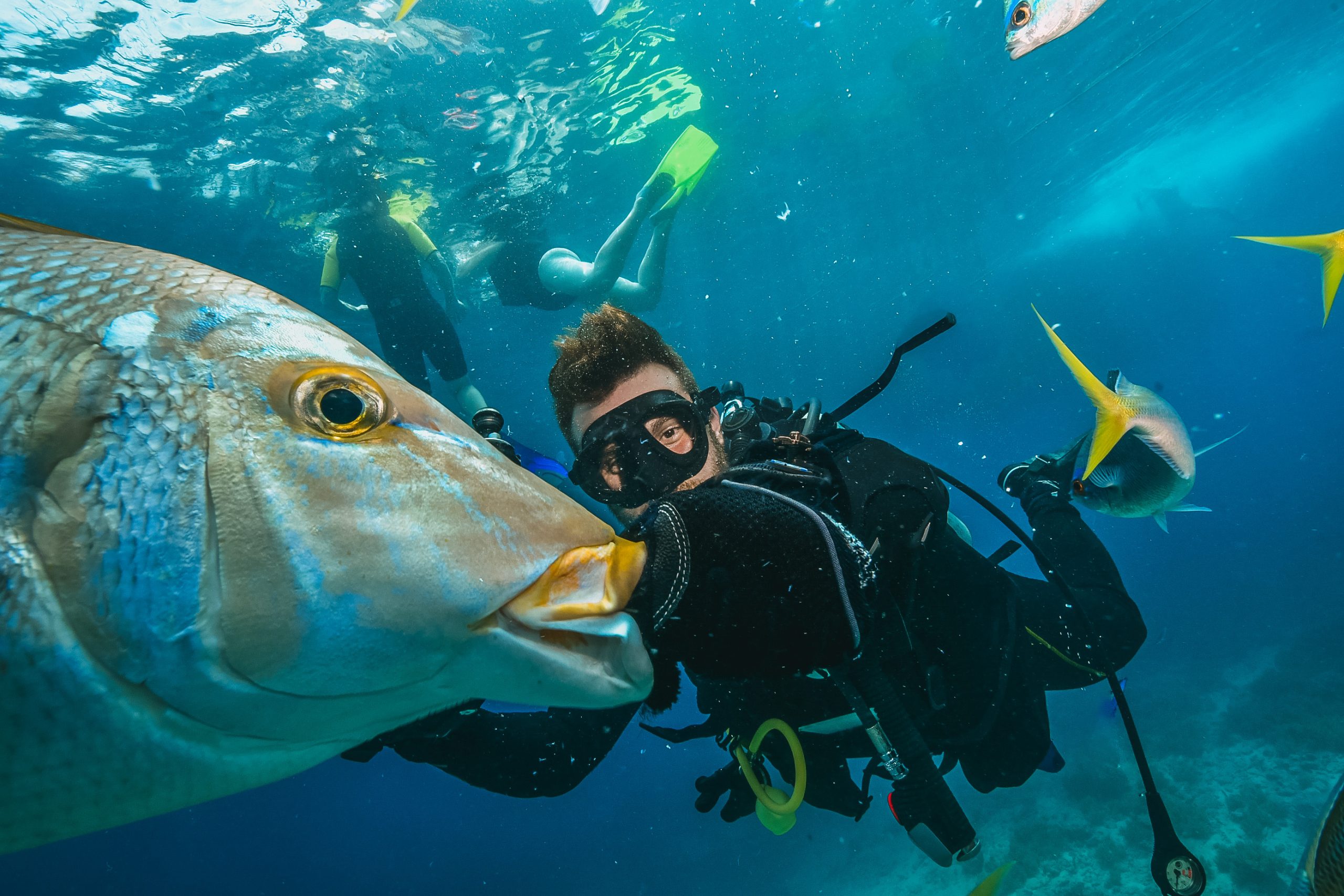 many fish close to a scuba diver many fish close to a scuba diver