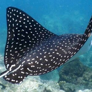 Key Largo 2027 Trip